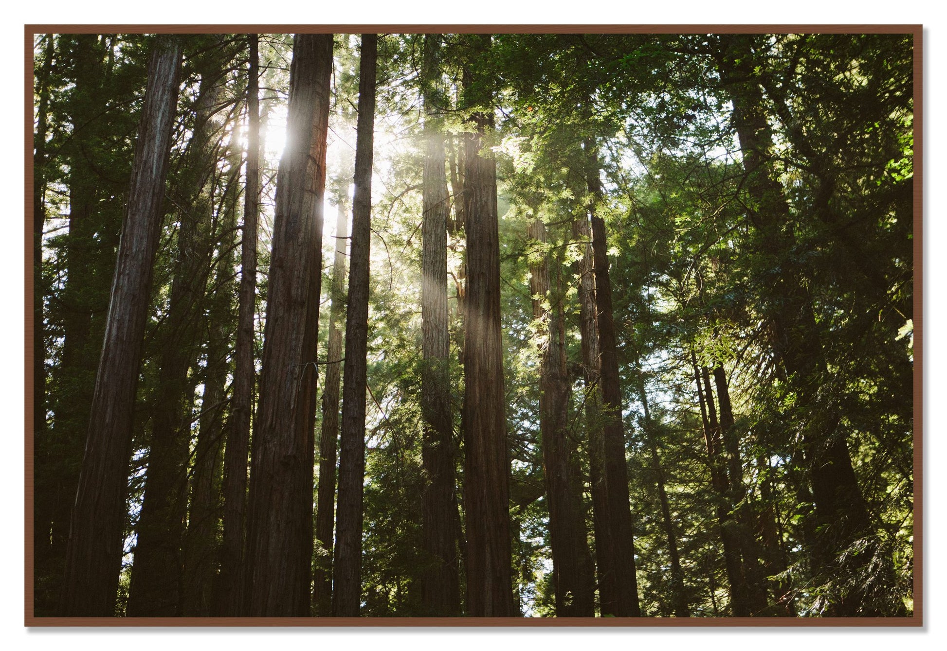 Muir Woods by Dylan Ozanich, 48×72 Full Bleed Print in a Walnut frame