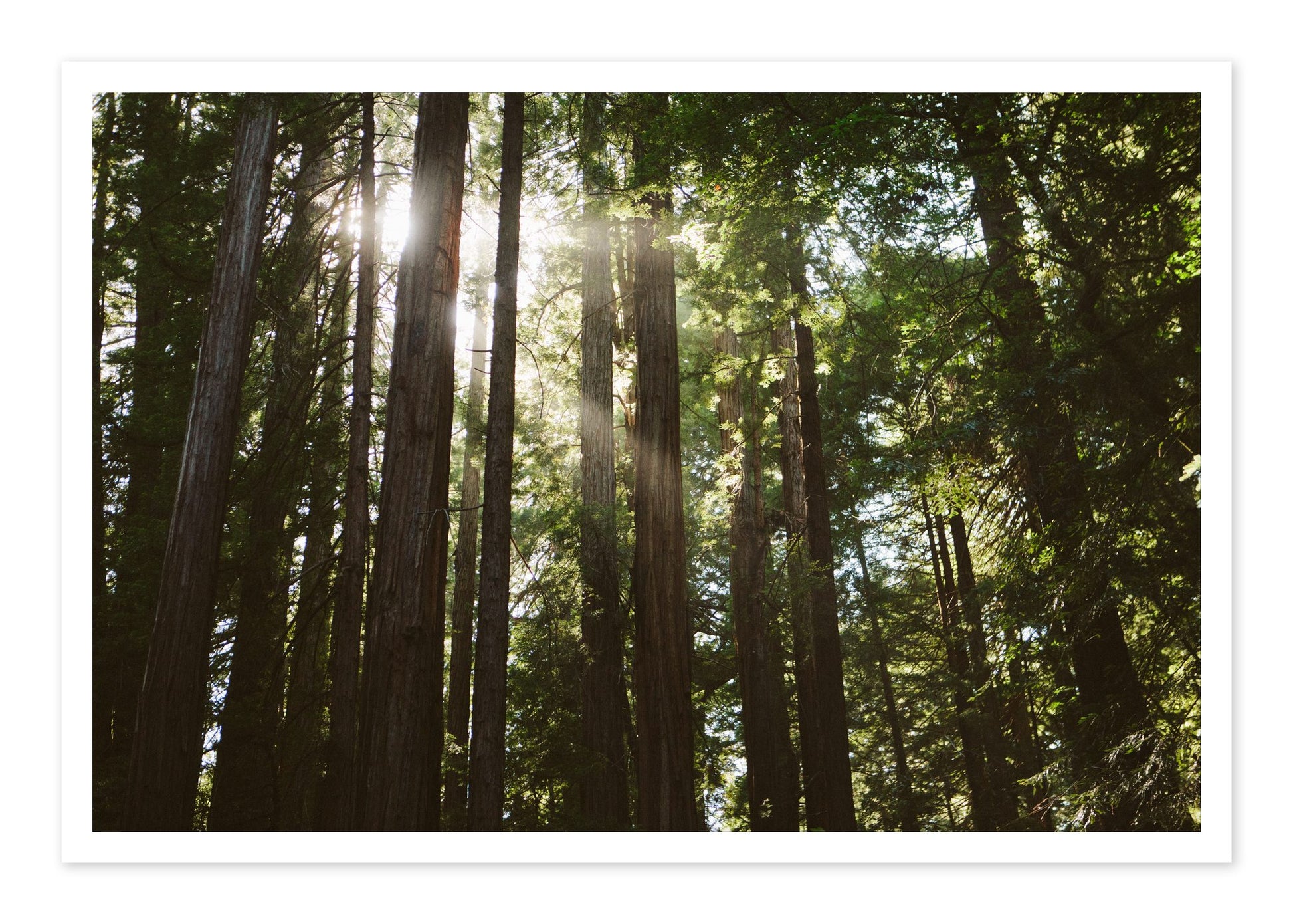 Muir Woods by Dylan Ozanich, 48×72 Fine Art Pigment Print on Hahnemühle Cotton Rag Paper, unframed