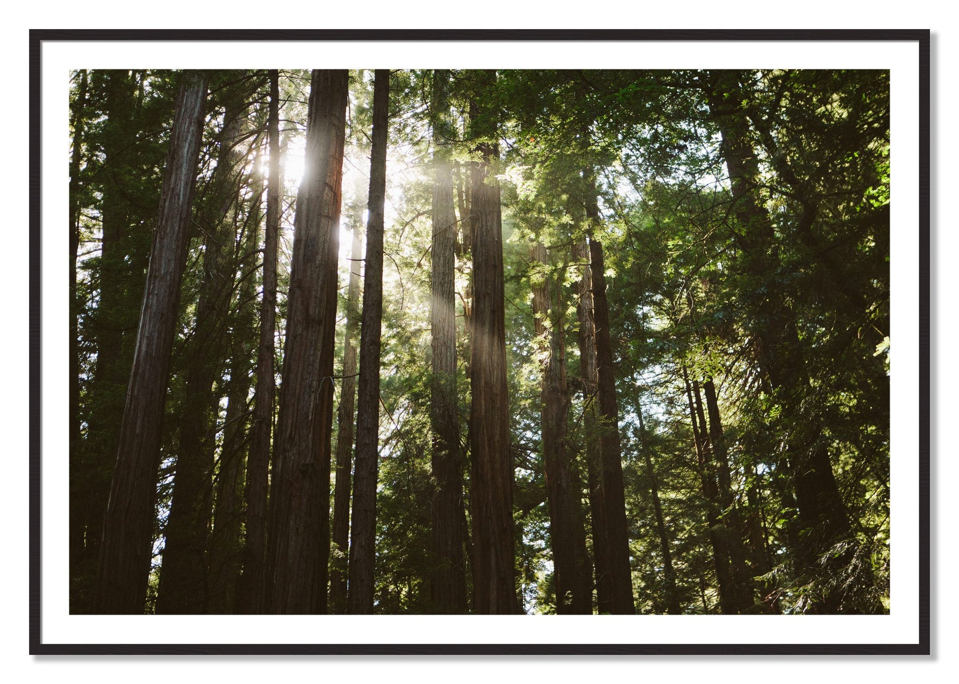 Framed photograph of Muir Woods by Dylan Ozanich, Black Walnut frame, Borders