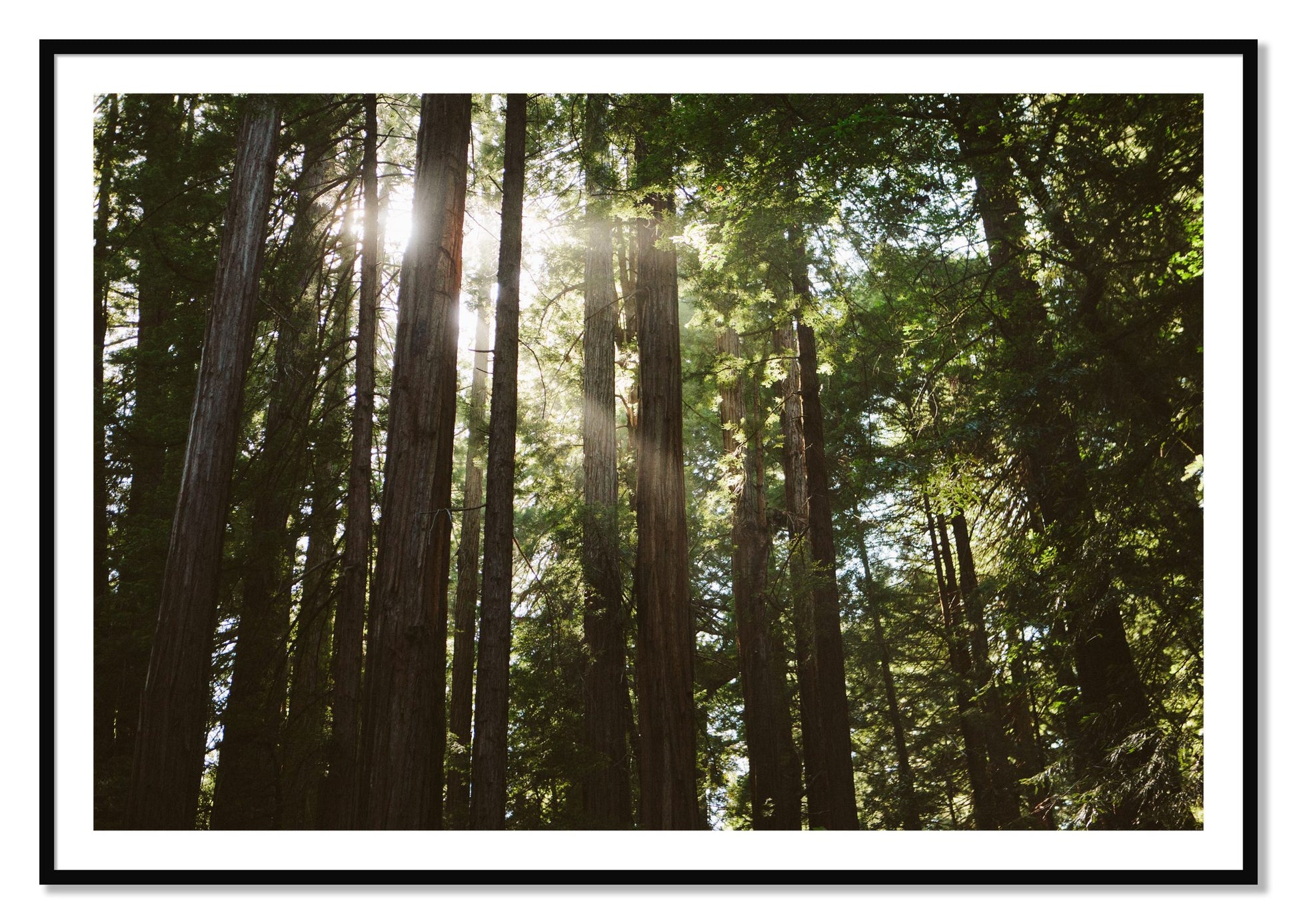 Framed photograph of Muir Woods by Dylan Ozanich, Black frame, Borders