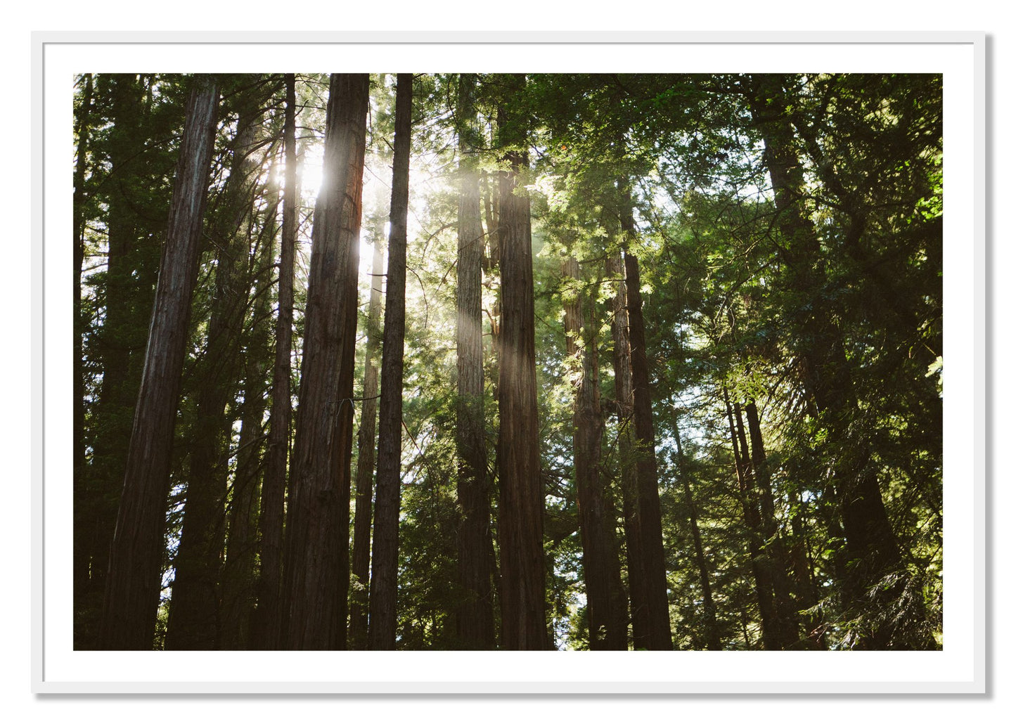 Framed photograph of Muir Woods by Dylan Ozanich, White frame, Borders