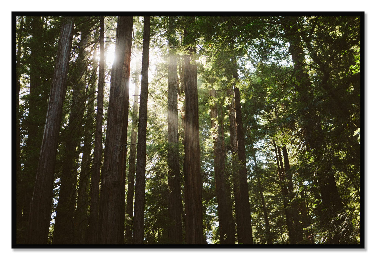 Framed photograph of Muir Woods by Dylan Ozanich, Black frame, Full Bleed
