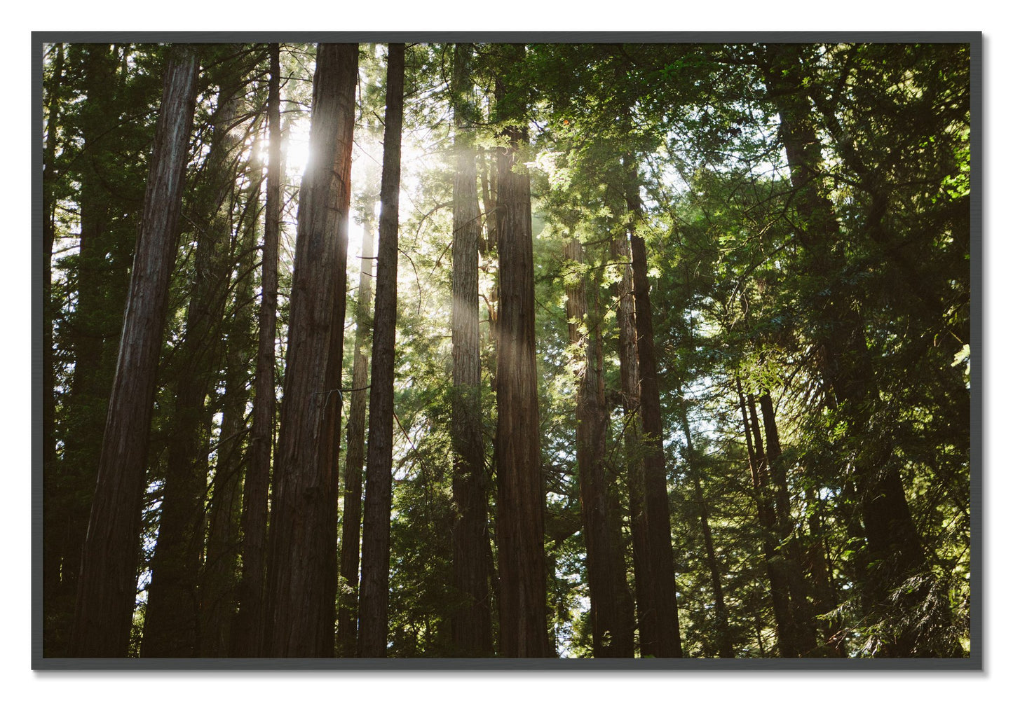 Framed photograph of Muir Woods by Dylan Ozanich, Grey frame, Full Bleed