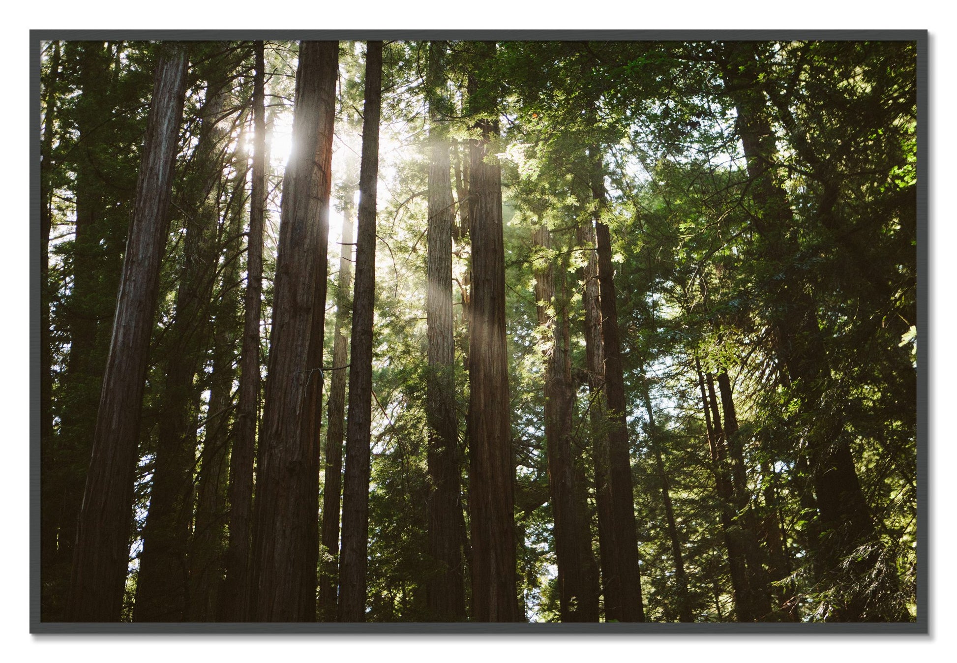 Framed photograph of Muir Woods by Dylan Ozanich, Grey frame, Full Bleed