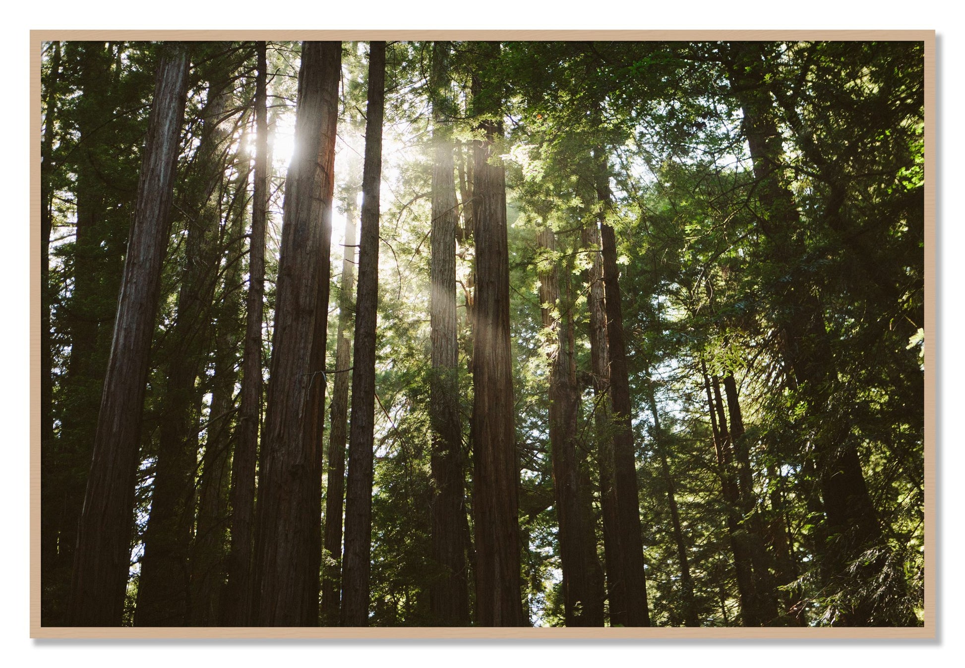 Framed photograph of Muir Woods by Dylan Ozanich, Oak frame, Full Bleed