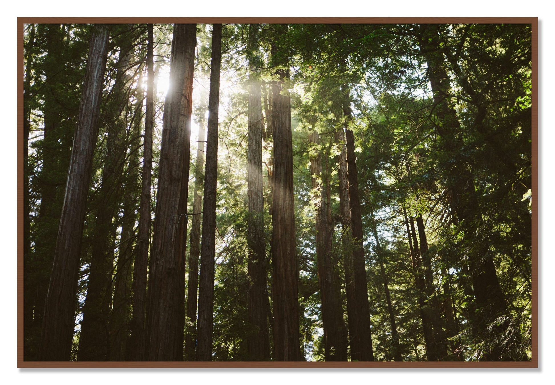 Framed photograph of Muir Woods by Dylan Ozanich, Walnut frame, Full Bleed