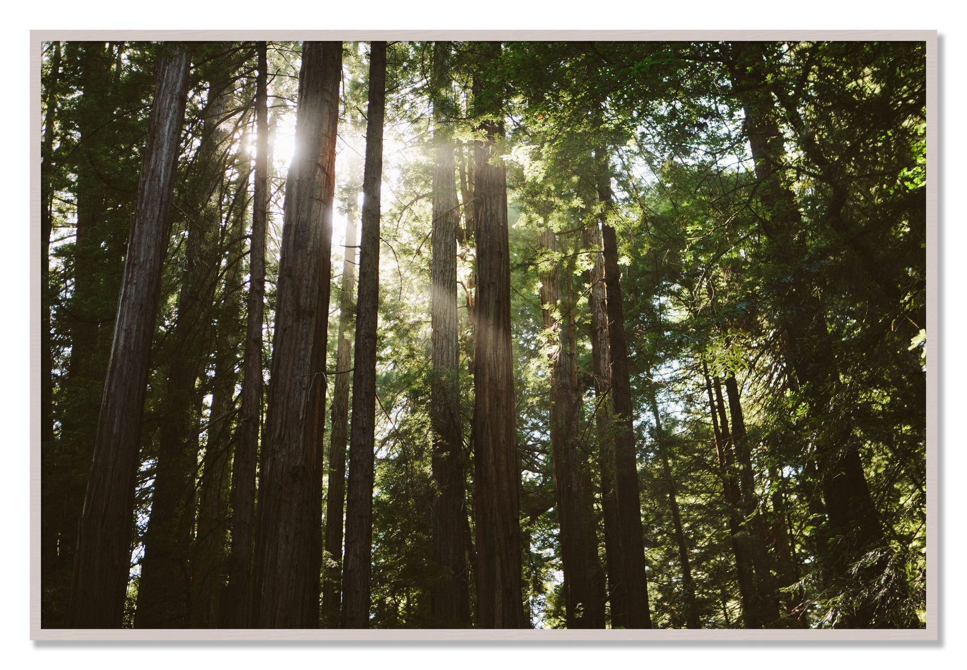 Framed photograph of Muir Woods by Dylan Ozanich, White Maple frame, Full Bleed