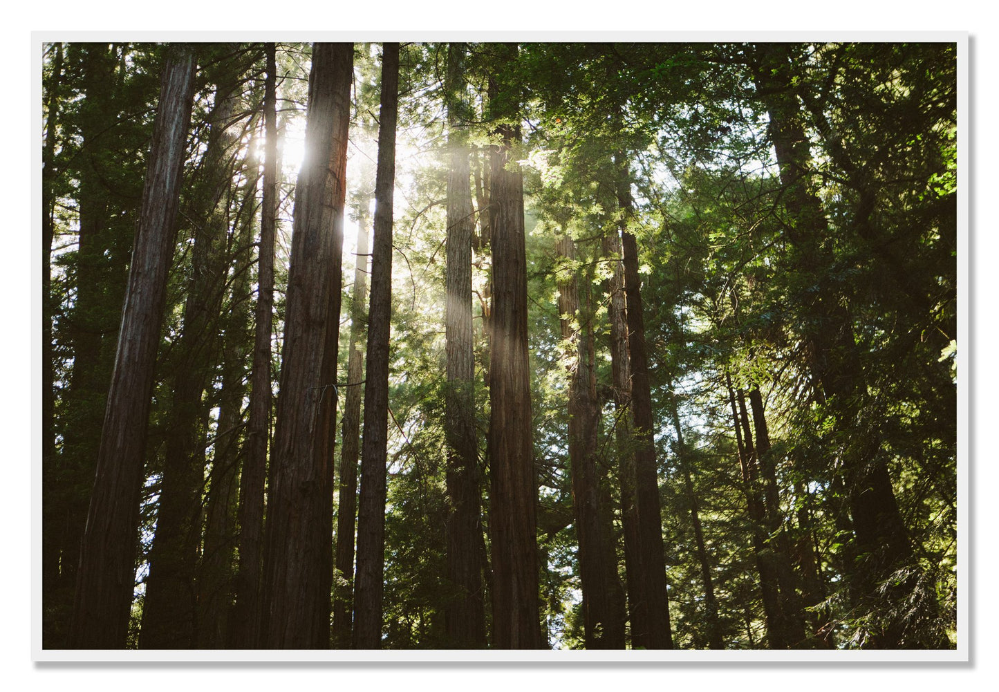 Framed photograph of Muir Woods by Dylan Ozanich, White frame, Full Bleed