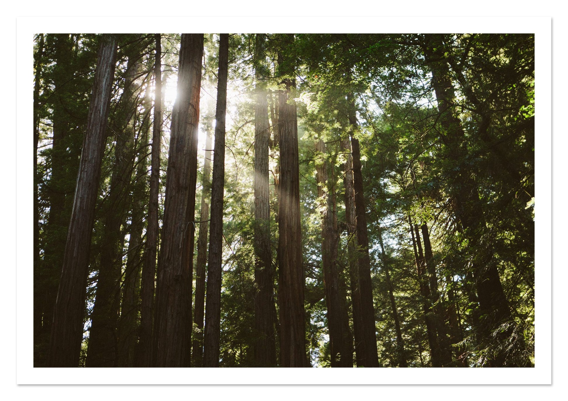 Fine art print of Muir Woods by Dylan Ozanich, unframed