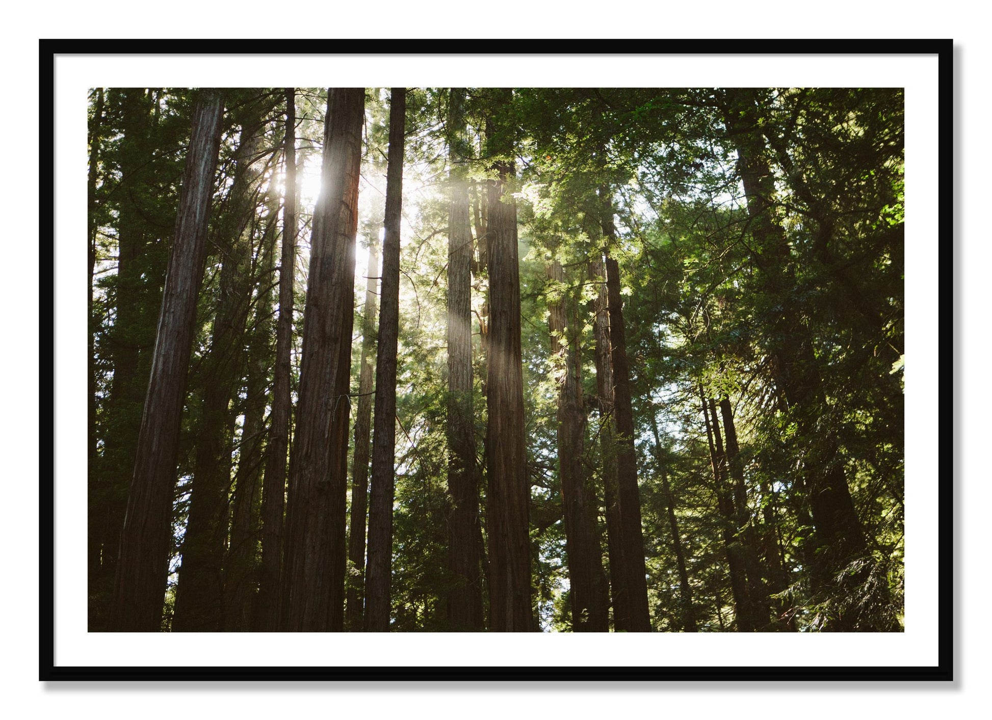 Framed photograph of Muir Woods by Dylan Ozanich, Black frame, Borders