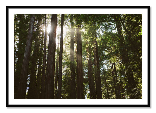 Framed photograph of Muir Woods by Dylan Ozanich, Black frame, Borders