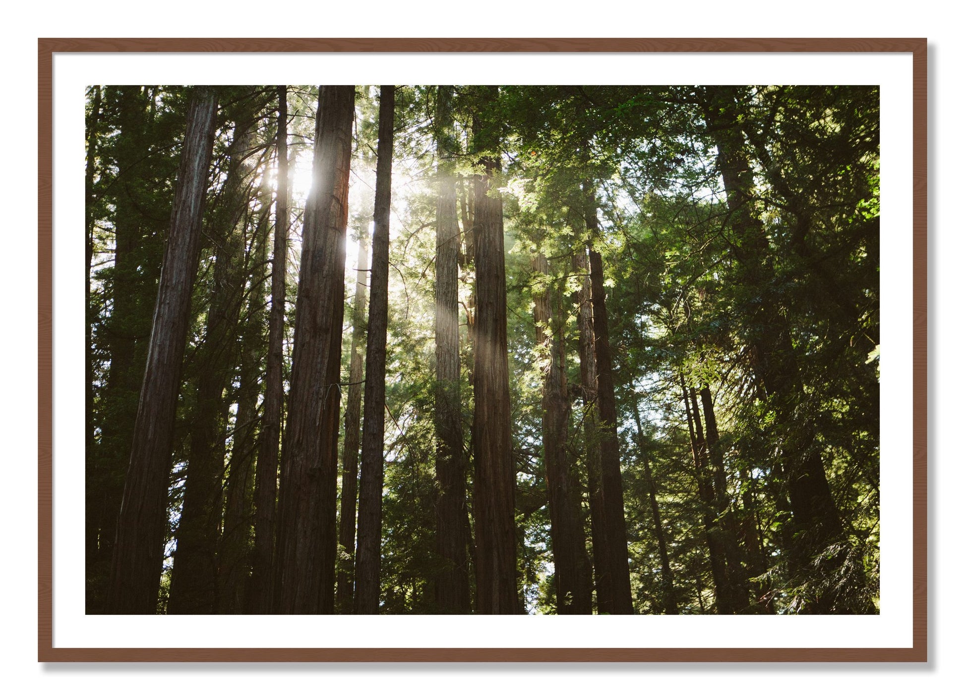 Framed photograph of Muir Woods by Dylan Ozanich, Walnut frame, Borders