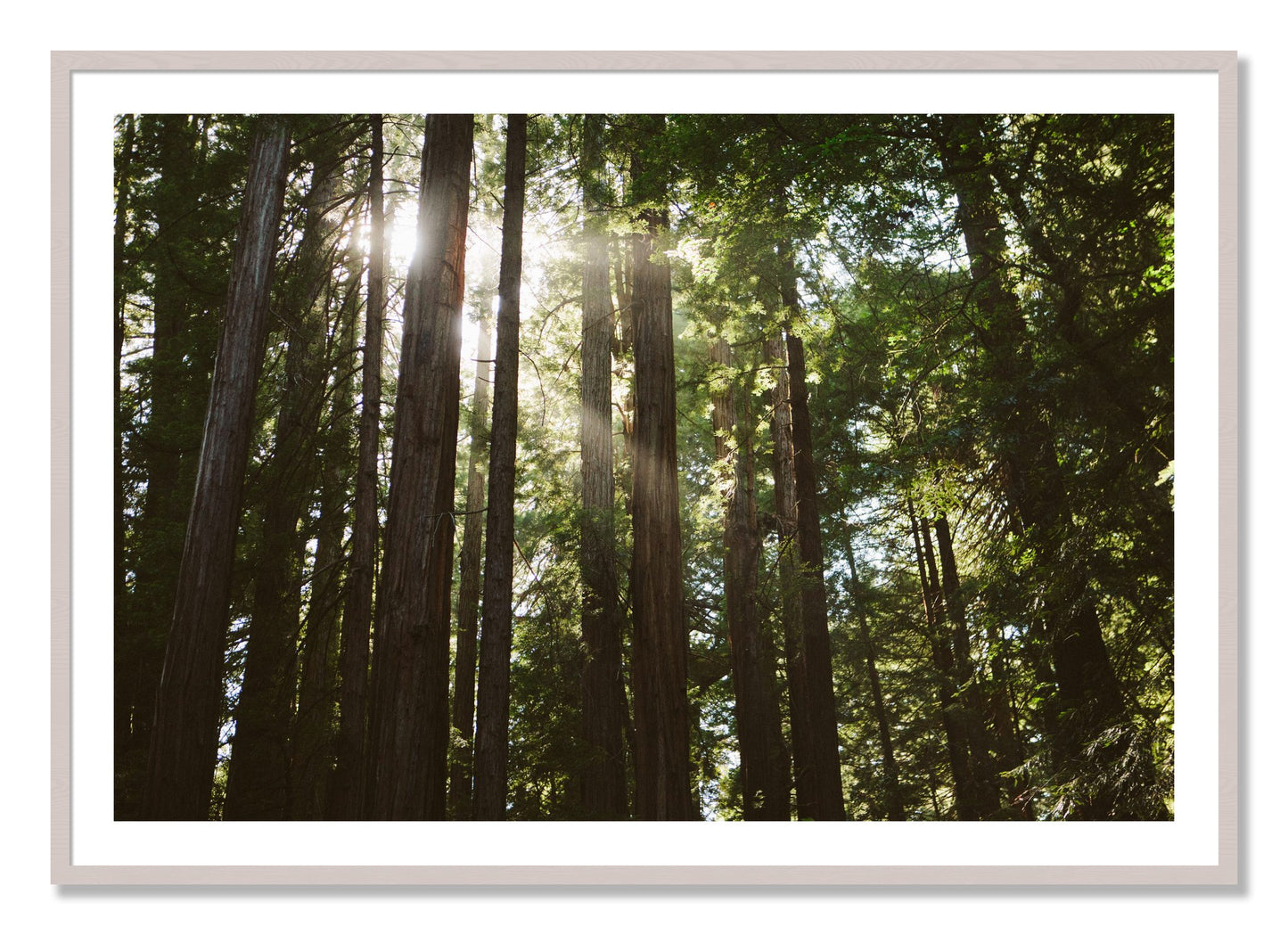 Framed photograph of Muir Woods by Dylan Ozanich, White Maple frame, Borders