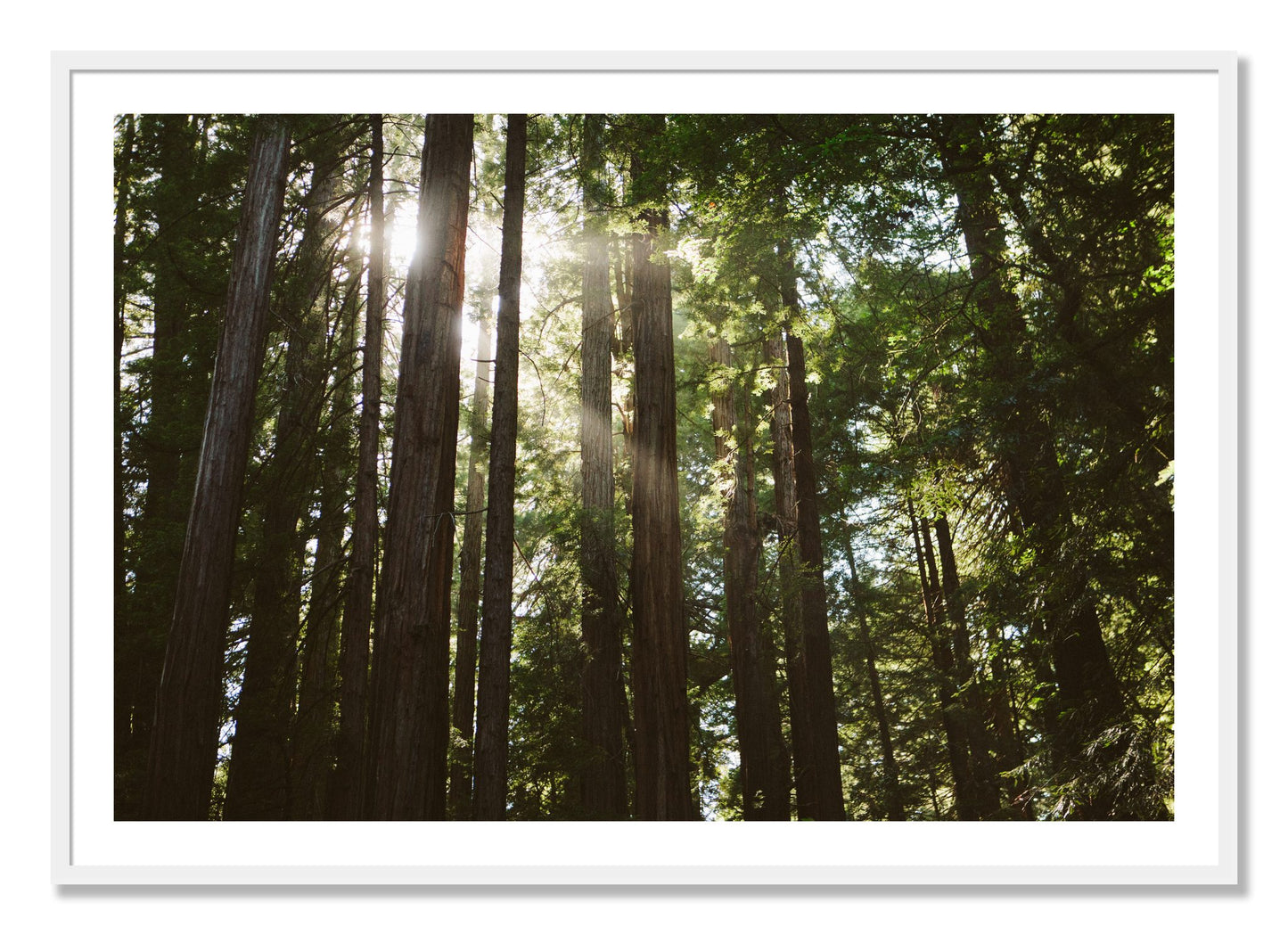 Framed photograph of Muir Woods by Dylan Ozanich, White frame, Borders