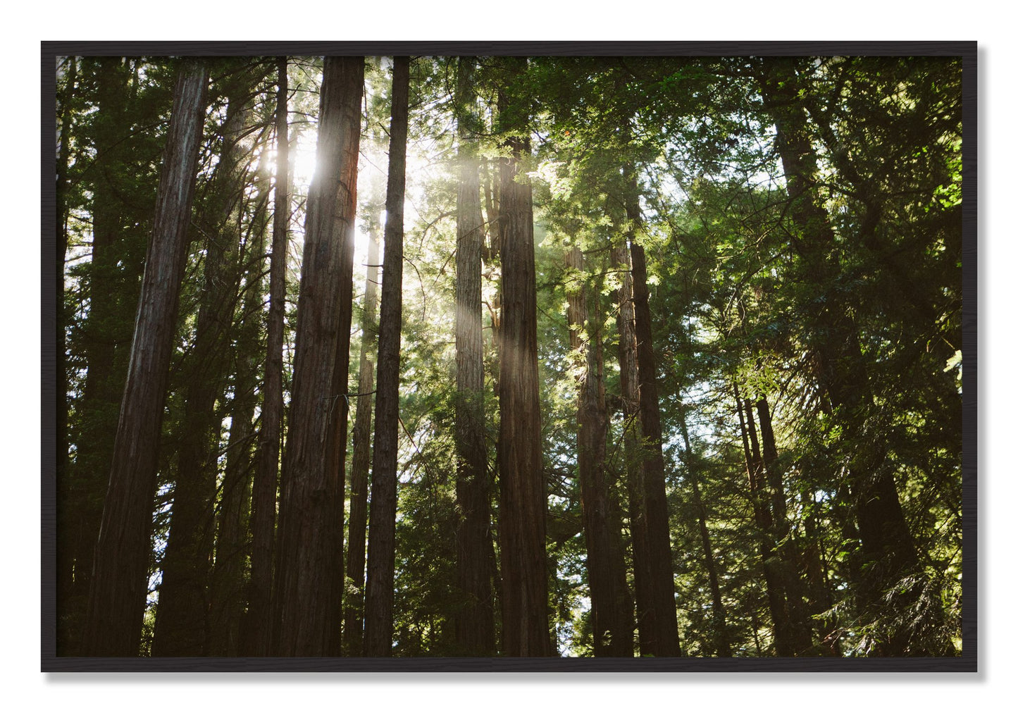 Framed photograph of Muir Woods by Dylan Ozanich, Black Walnut frame, Full Bleed