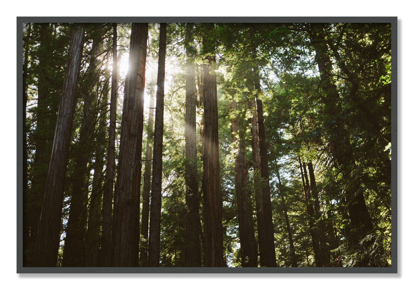 Framed photograph of Muir Woods by Dylan Ozanich, Grey frame, Full Bleed