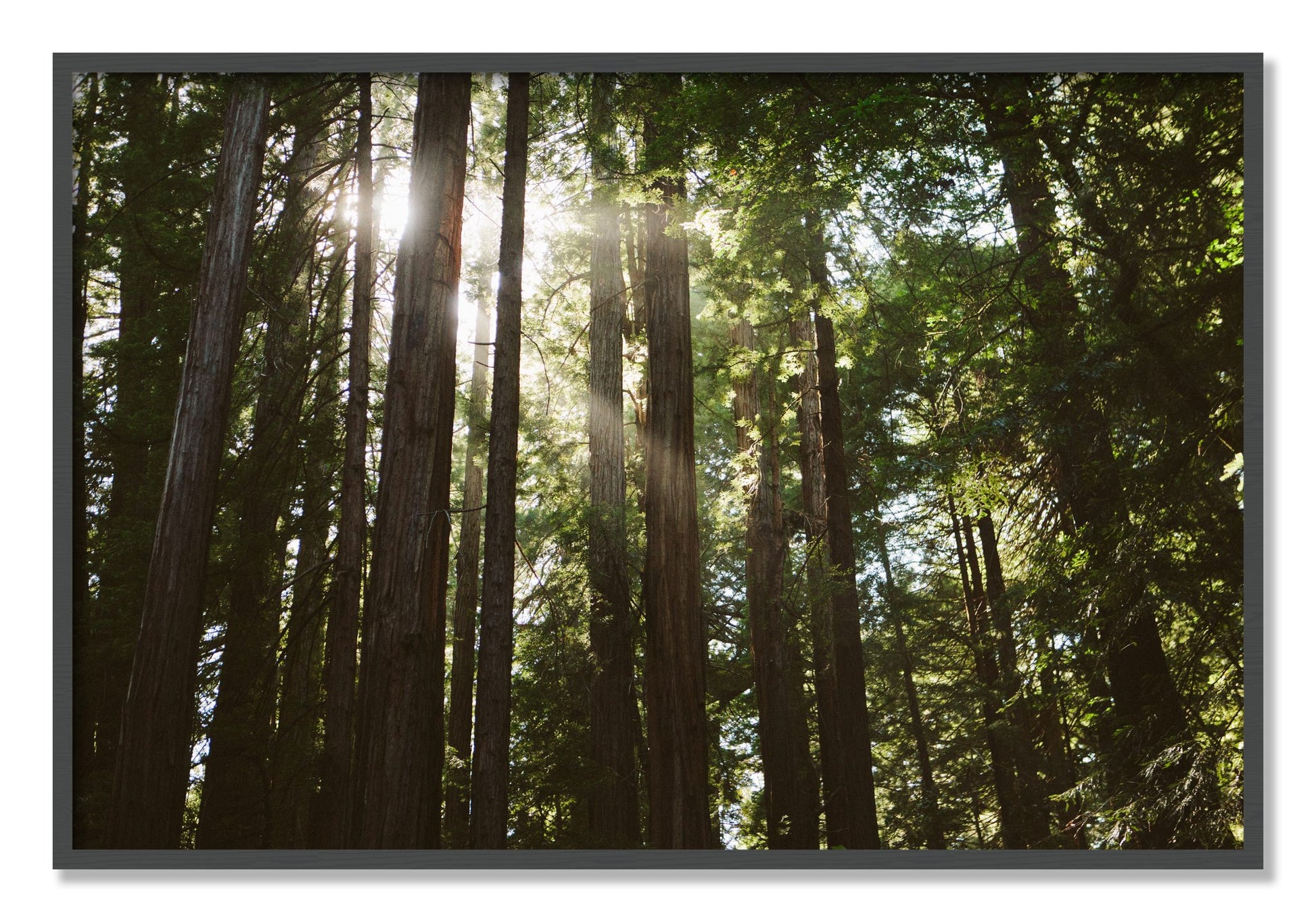Framed photograph of Muir Woods by Dylan Ozanich, Grey frame, Full Bleed