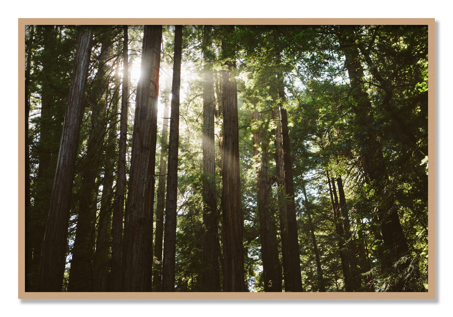 Framed photograph of Muir Woods by Dylan Ozanich, Oak frame, Full Bleed