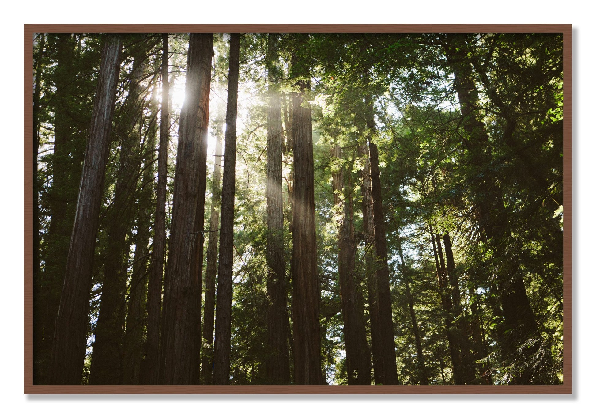 Framed photograph of Muir Woods by Dylan Ozanich, Walnut frame, Full Bleed