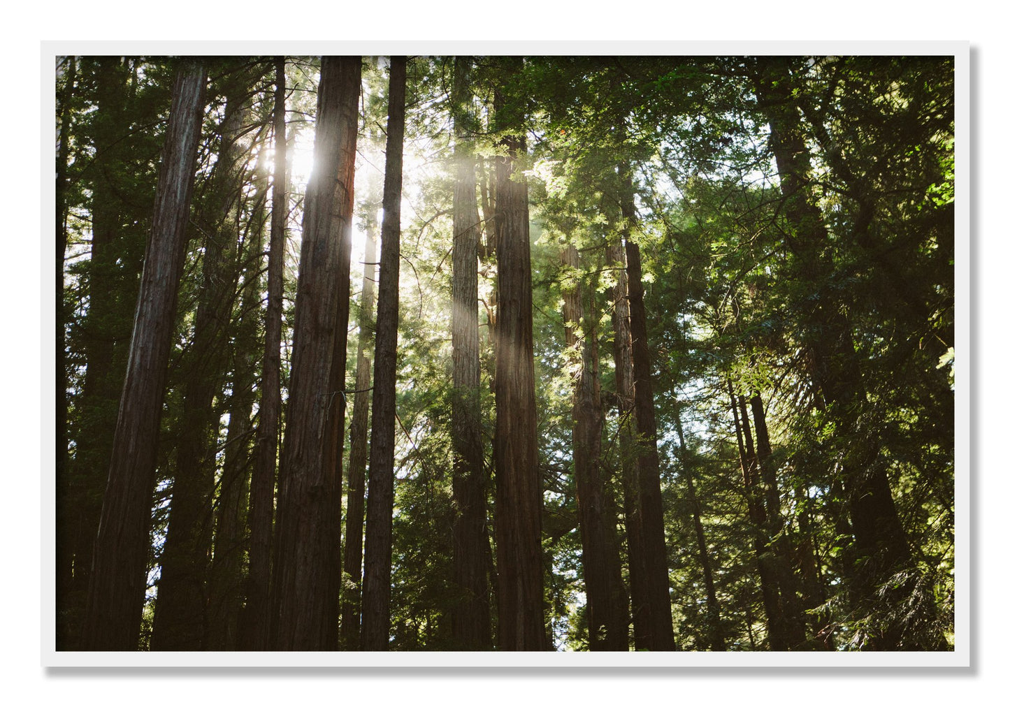 Framed photograph of Muir Woods by Dylan Ozanich, White frame, Full Bleed