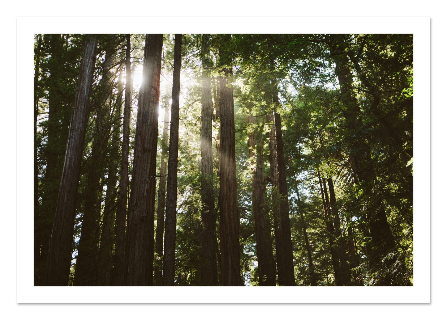 Fine art print of Muir Woods by Dylan Ozanich, unframed