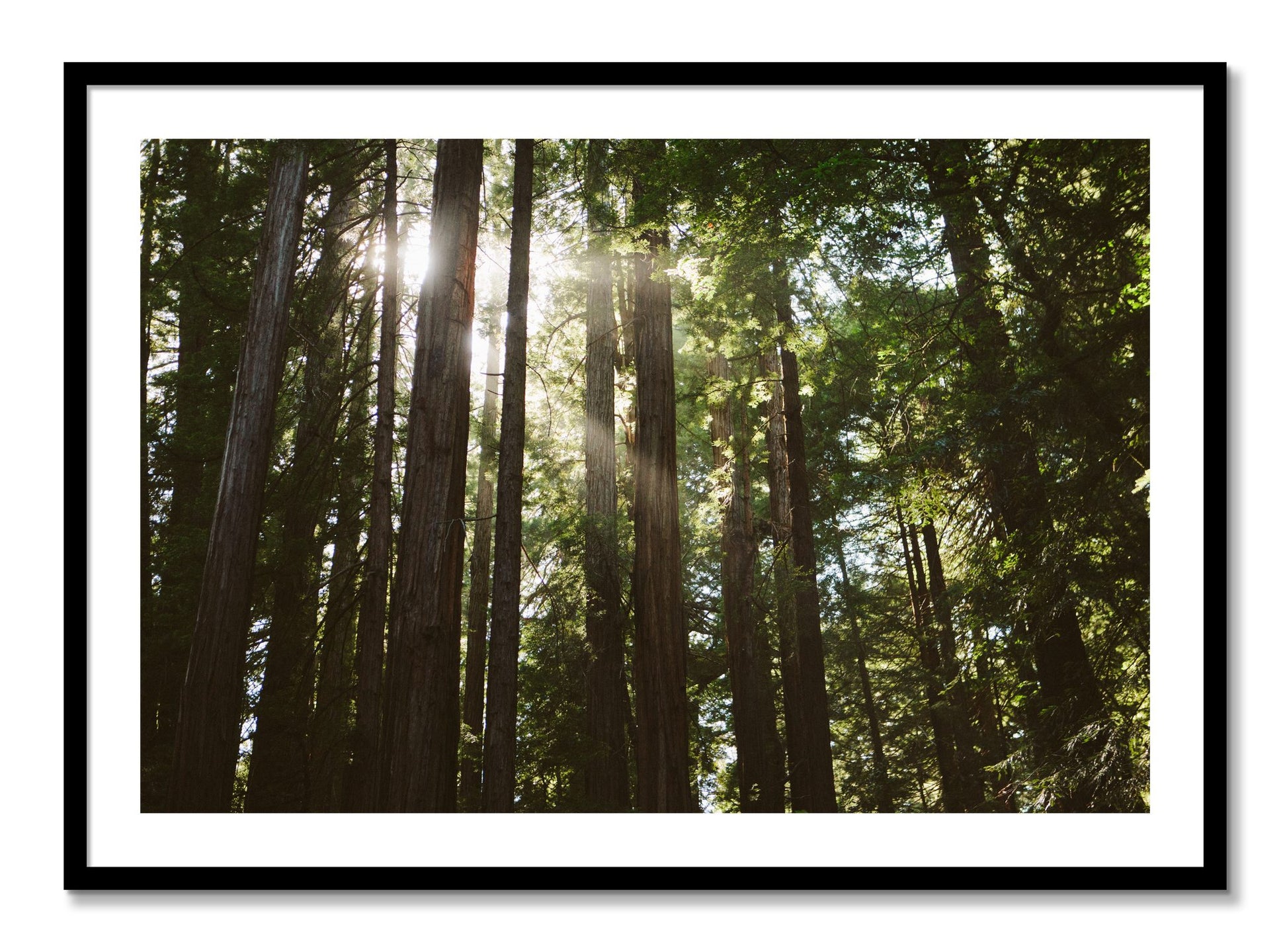 Framed photograph of Muir Woods by Dylan Ozanich, Black frame, Borders