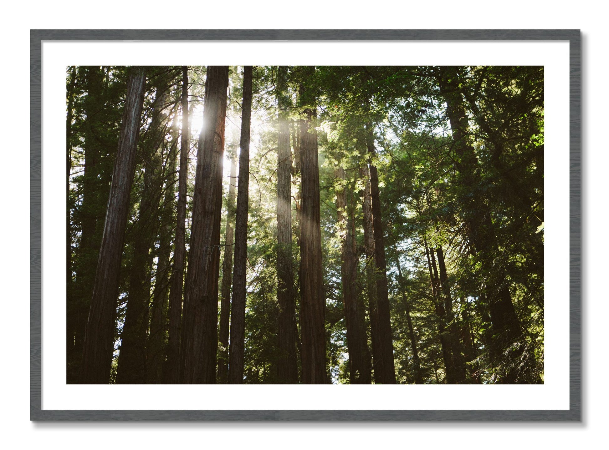 Framed photograph of Muir Woods by Dylan Ozanich, Grey frame, Borders