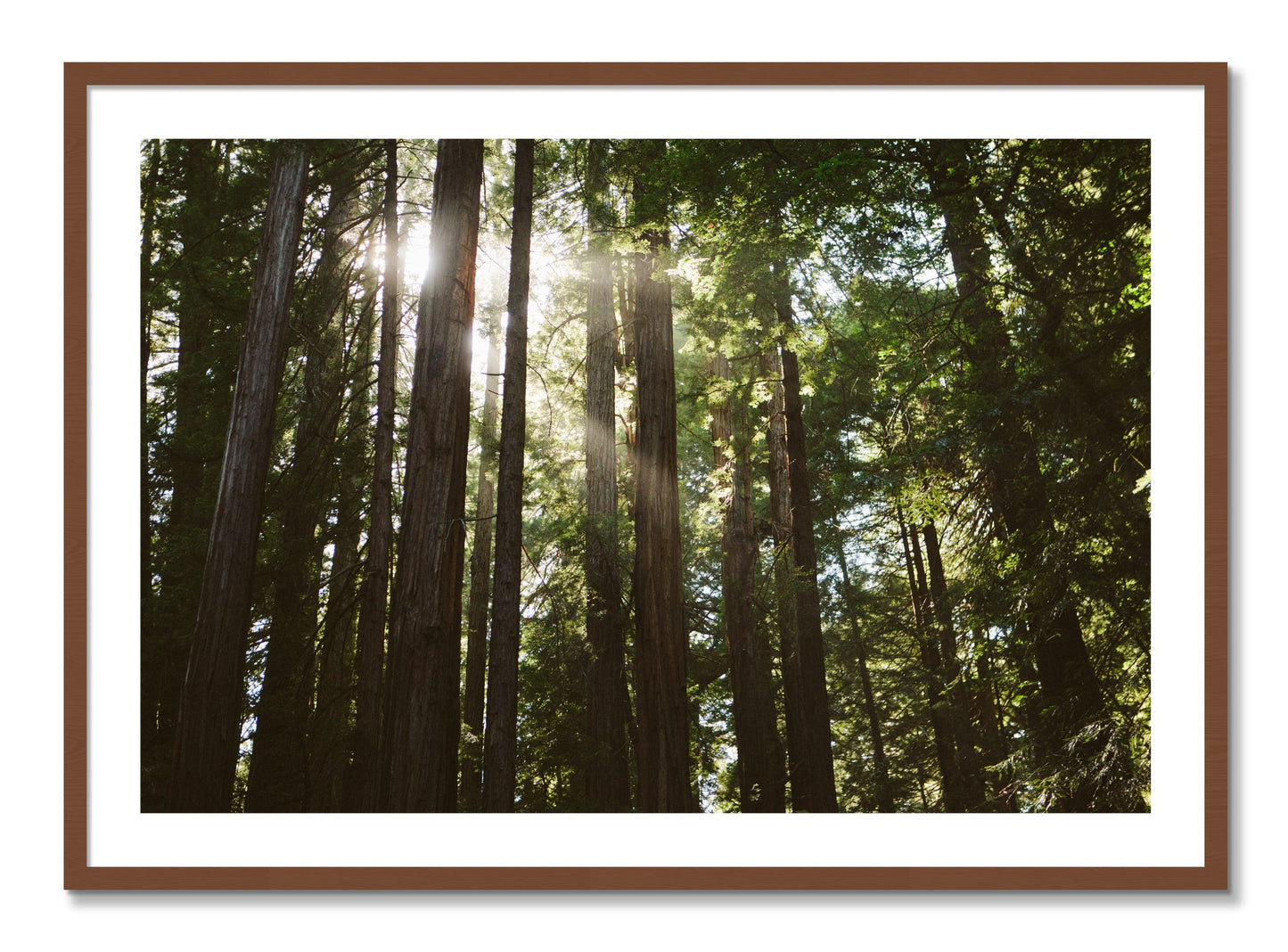 Framed photograph of Muir Woods by Dylan Ozanich, Walnut frame, Borders