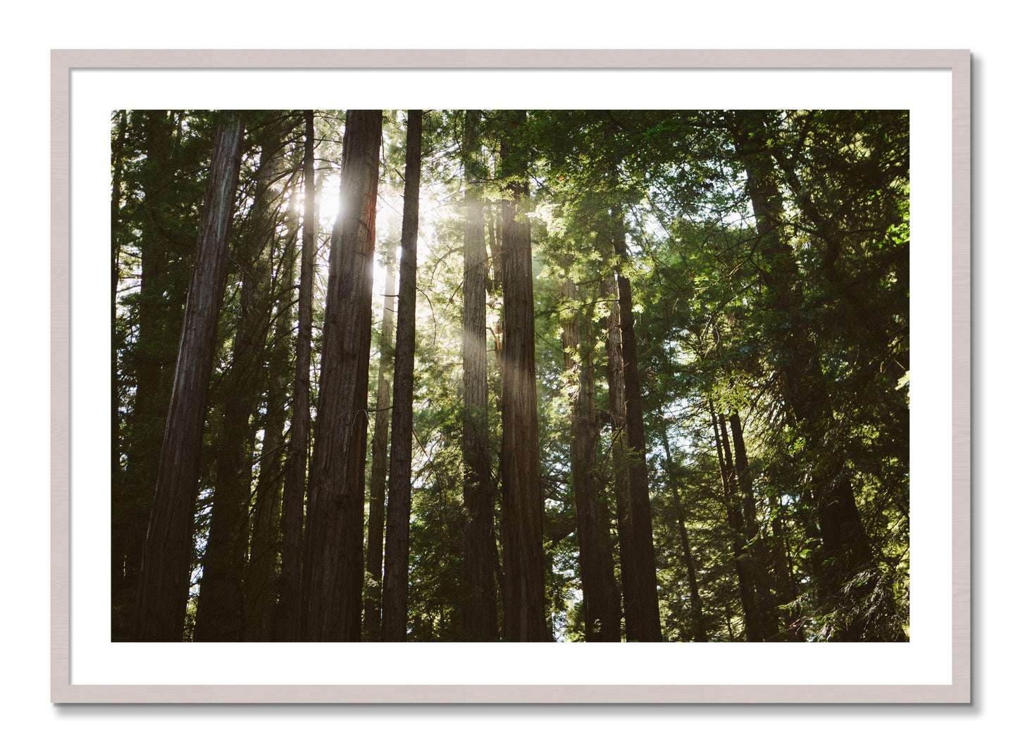 Framed photograph of Muir Woods by Dylan Ozanich, White Maple frame, Borders