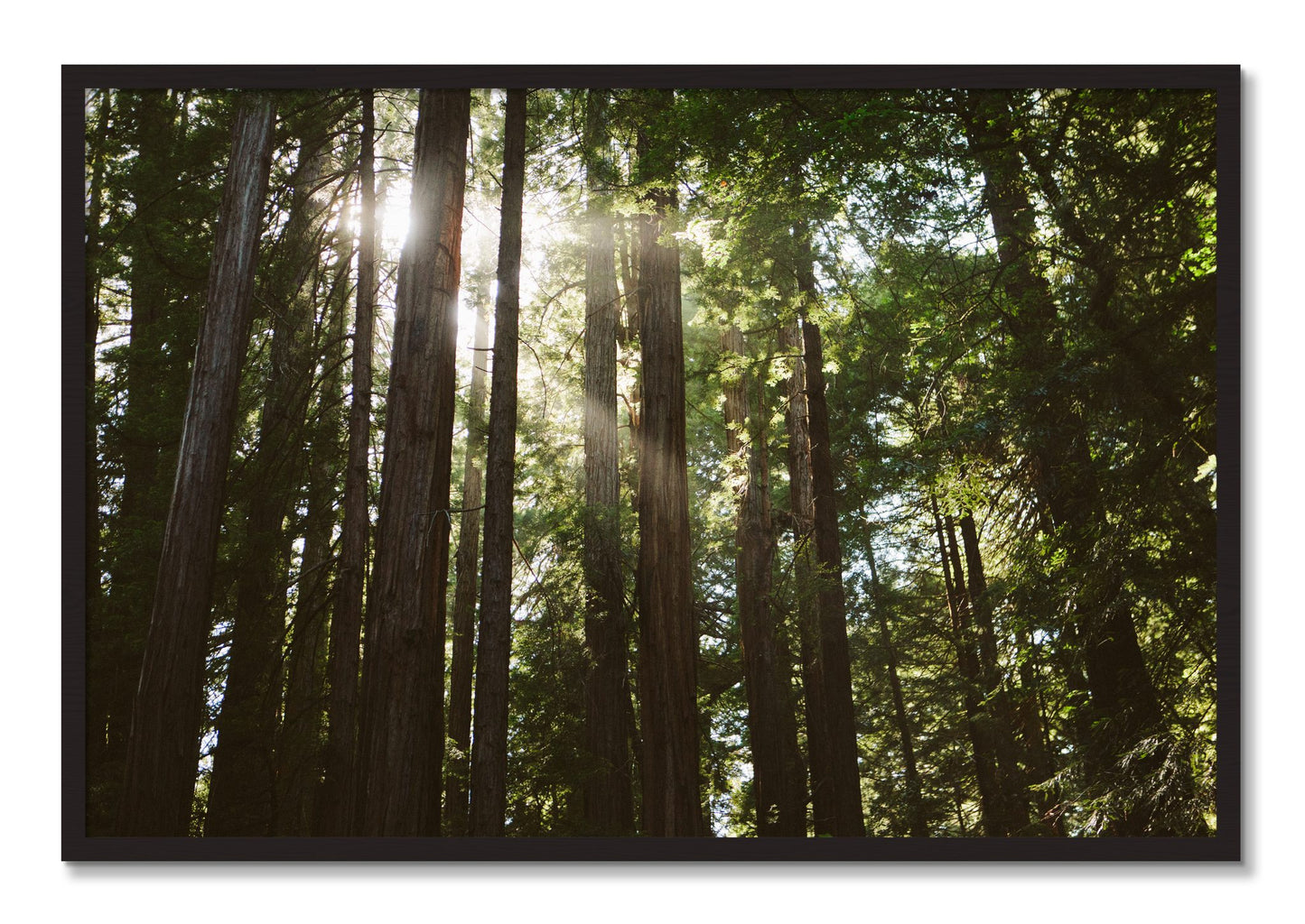 Framed photograph of Muir Woods by Dylan Ozanich, Black Walnut frame, Full Bleed