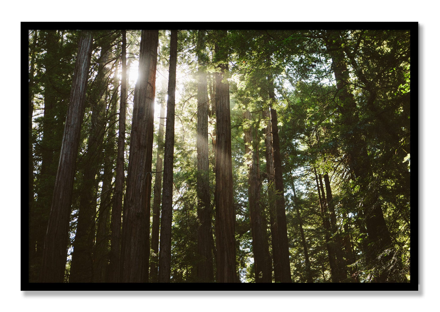 Framed photograph of Muir Woods by Dylan Ozanich, Black frame, Full Bleed