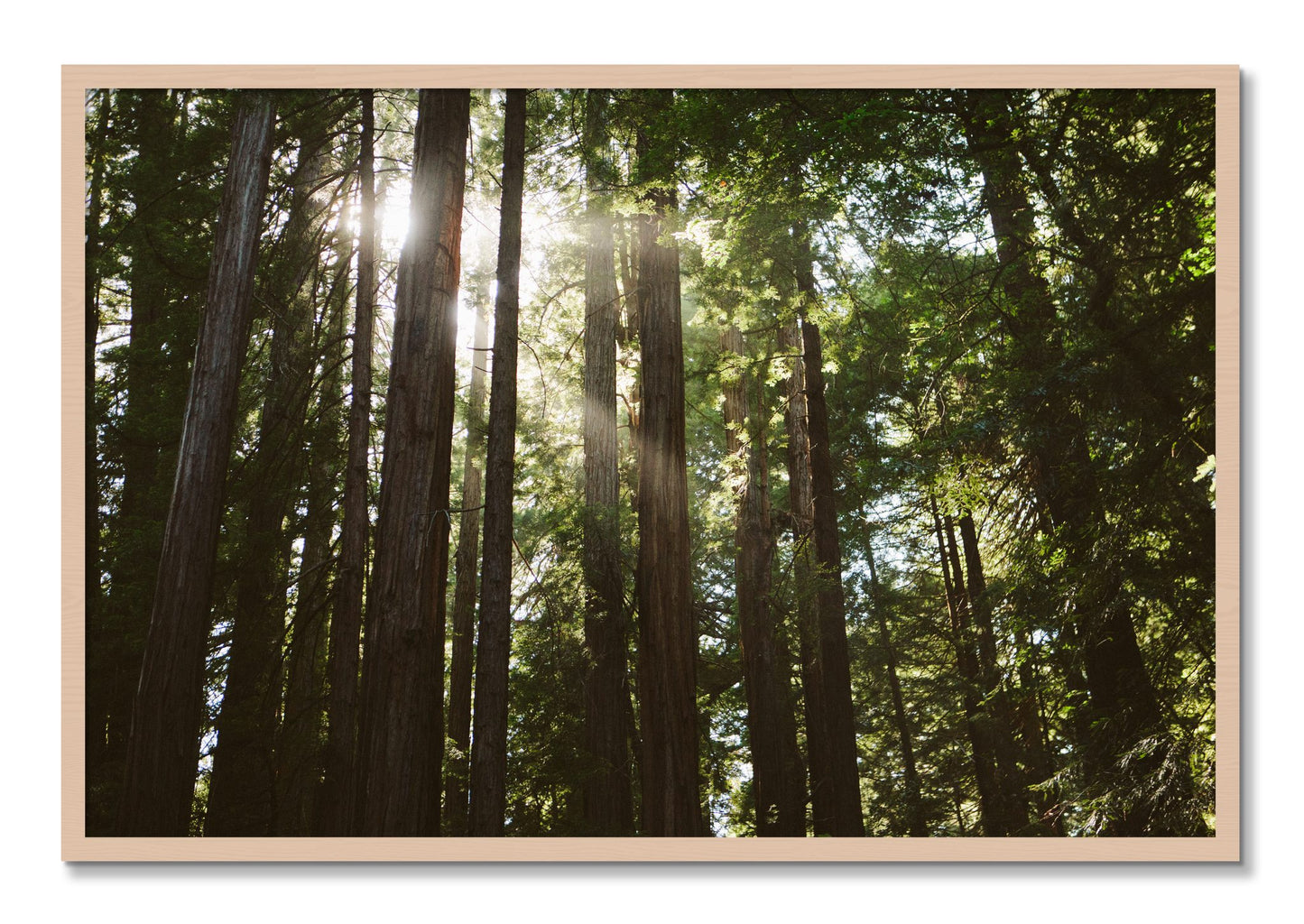 Framed photograph of Muir Woods by Dylan Ozanich, Maple frame, Full Bleed