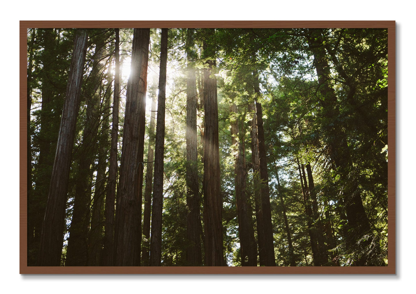 Framed photograph of Muir Woods by Dylan Ozanich, Walnut frame, Full Bleed