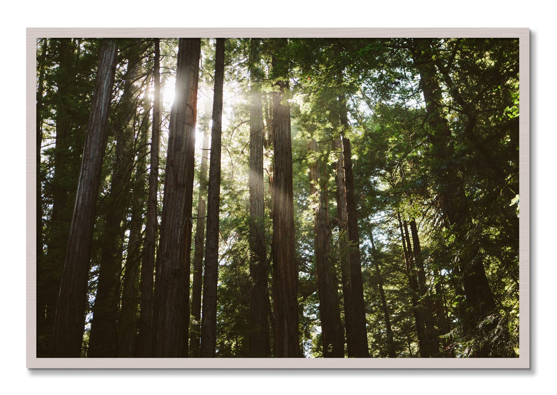 Framed photograph of Muir Woods by Dylan Ozanich, White Maple frame, Full Bleed