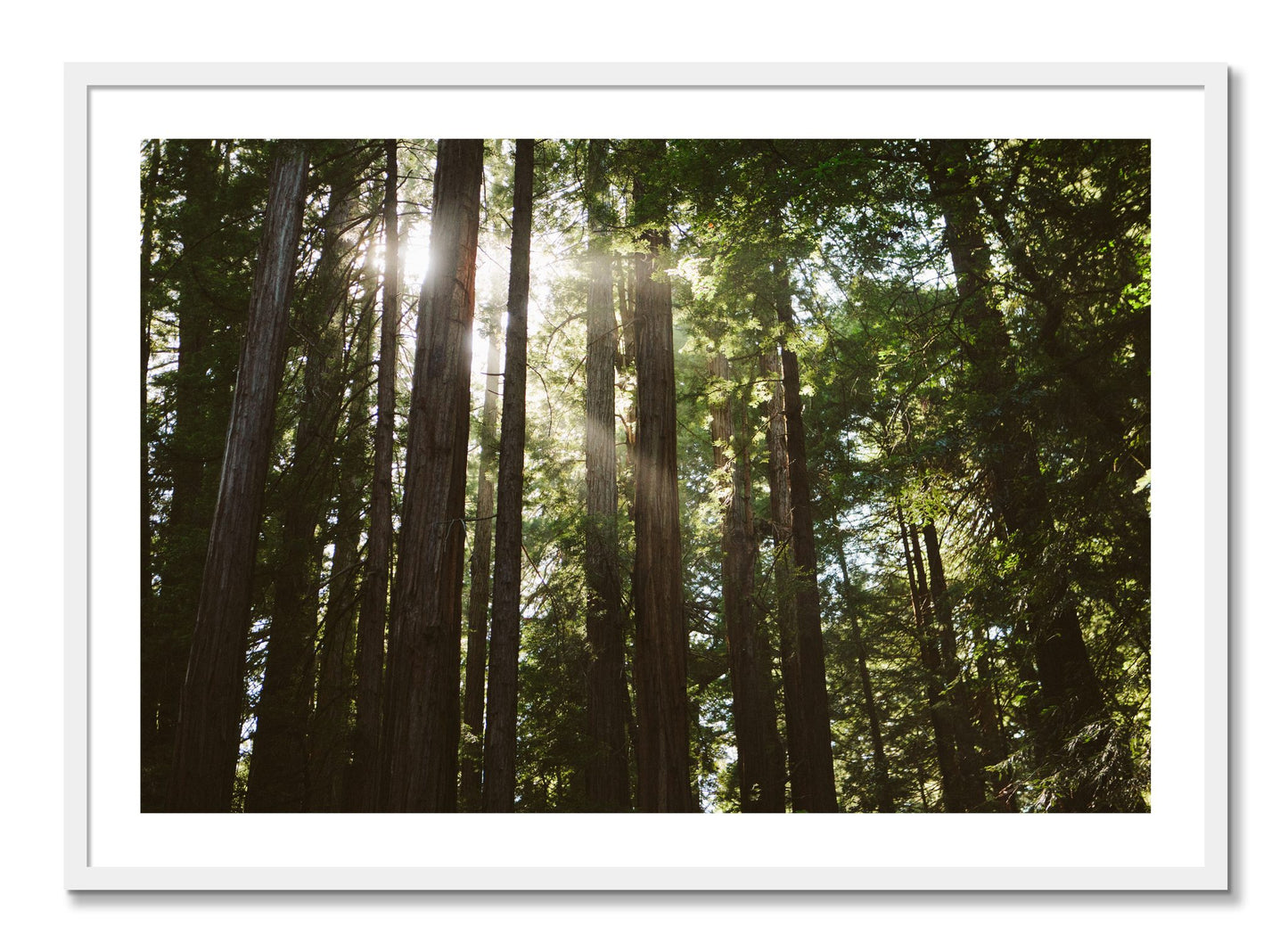 Framed photograph of Muir Woods by Dylan Ozanich, White frame, Full Bleed