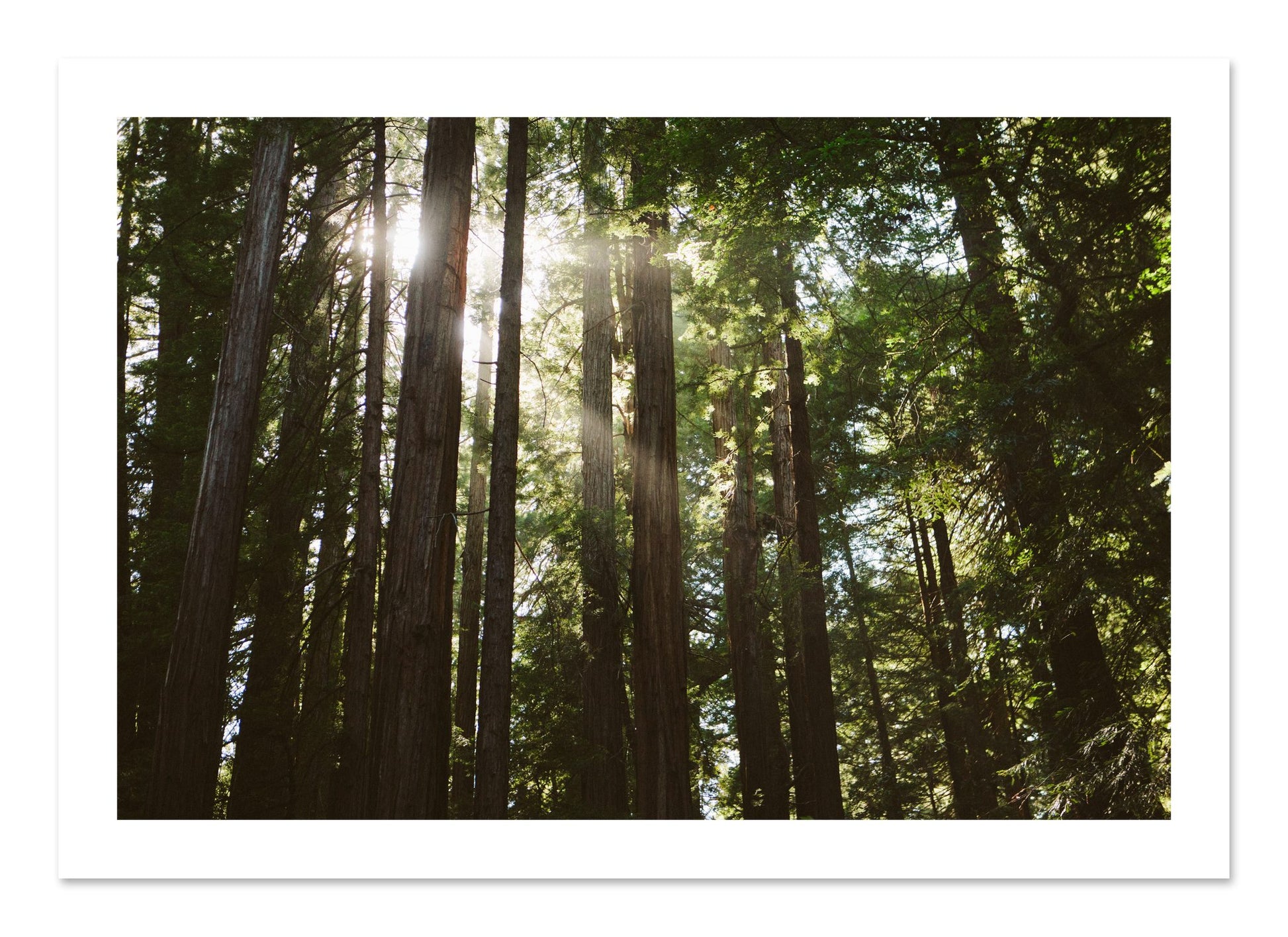 Fine art print of Muir Woods by Dylan Ozanich, unframed
