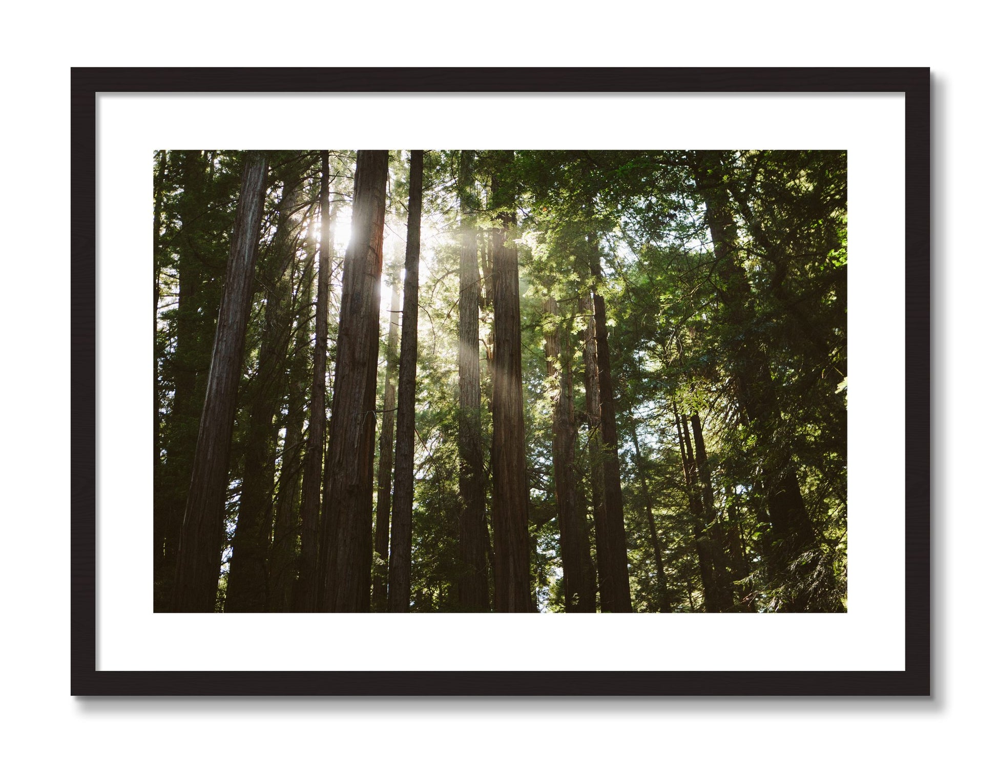 Framed photograph of Muir Woods by Dylan Ozanich, Black Walnut frame, Borders