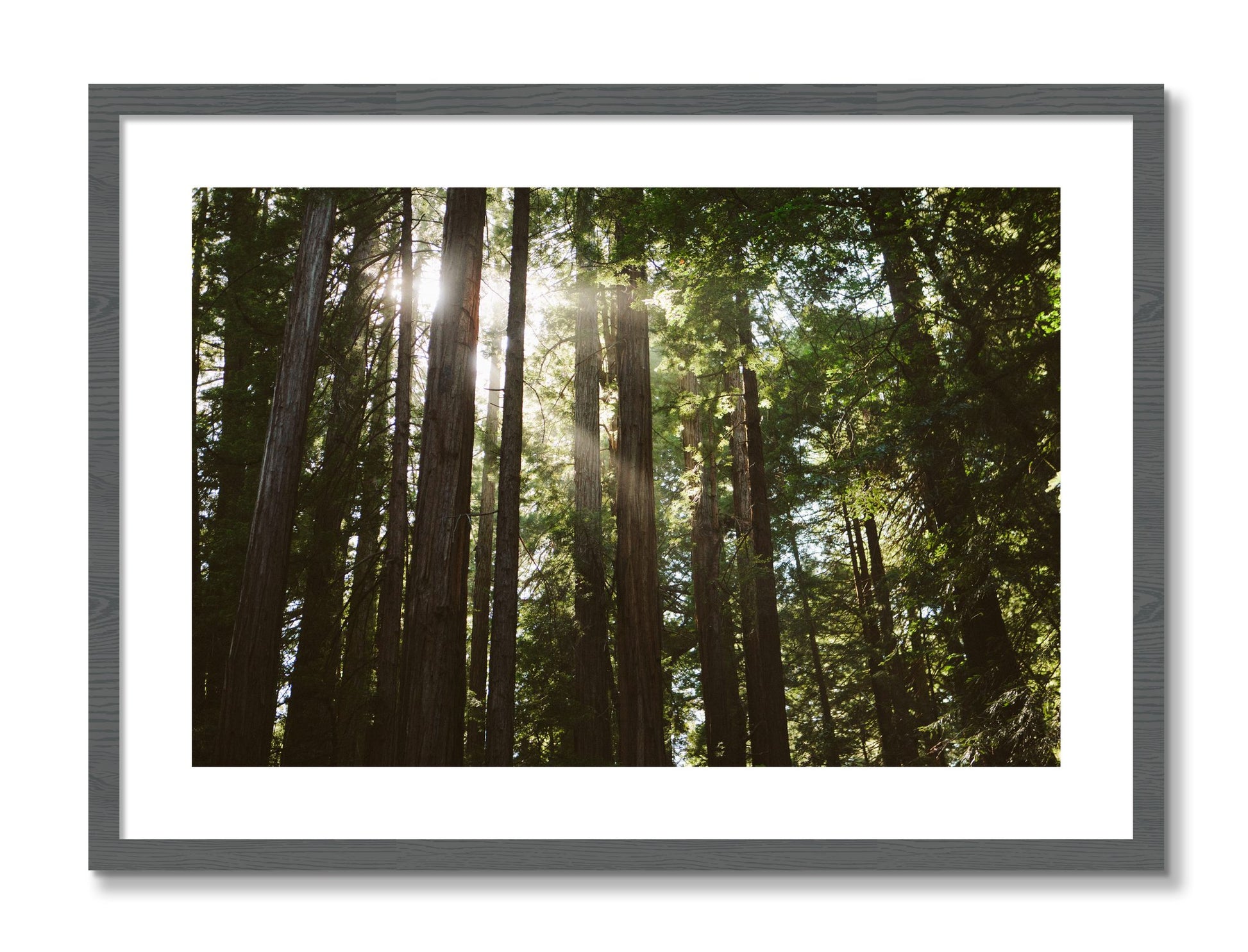 Framed photograph of Muir Woods by Dylan Ozanich, Grey frame, Borders