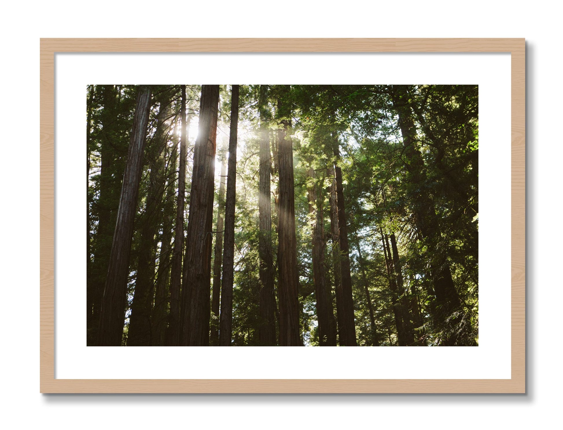 Framed photograph of Muir Woods by Dylan Ozanich, Oak frame, Borders