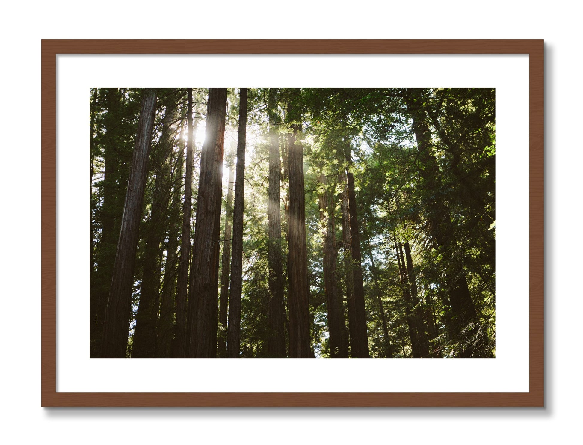 Framed photograph of Muir Woods by Dylan Ozanich, Walnut frame, Borders