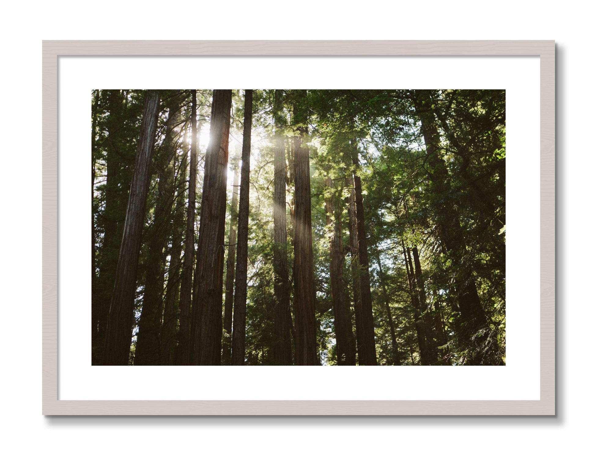 Framed photograph of Muir Woods by Dylan Ozanich, White Maple frame, Borders