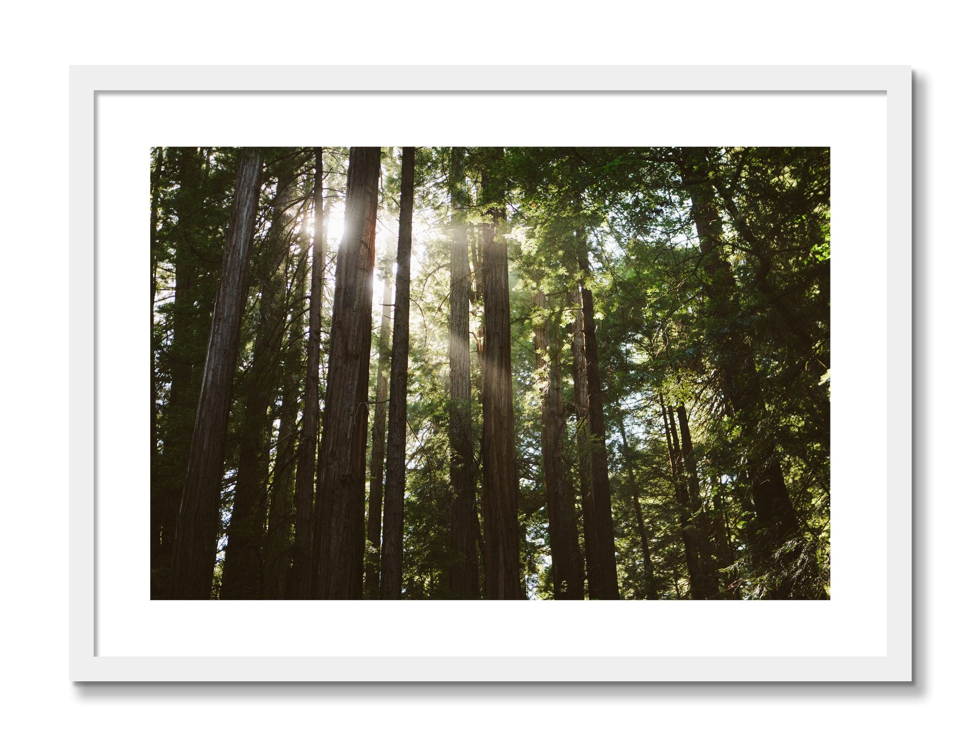 Framed photograph of Muir Woods by Dylan Ozanich, White frame, Borders