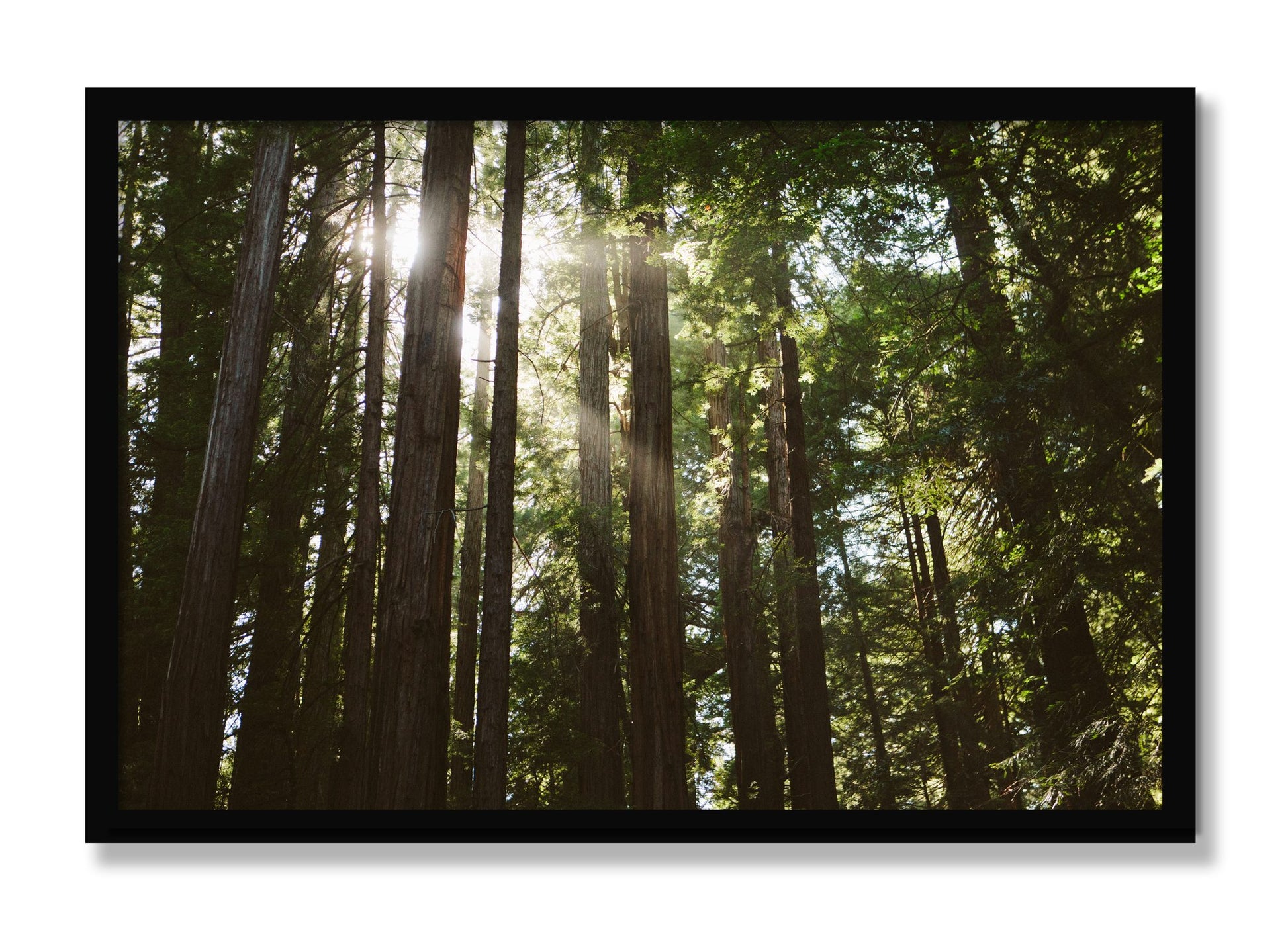 Framed photograph of Muir Woods by Dylan Ozanich, Black frame, Full Bleed