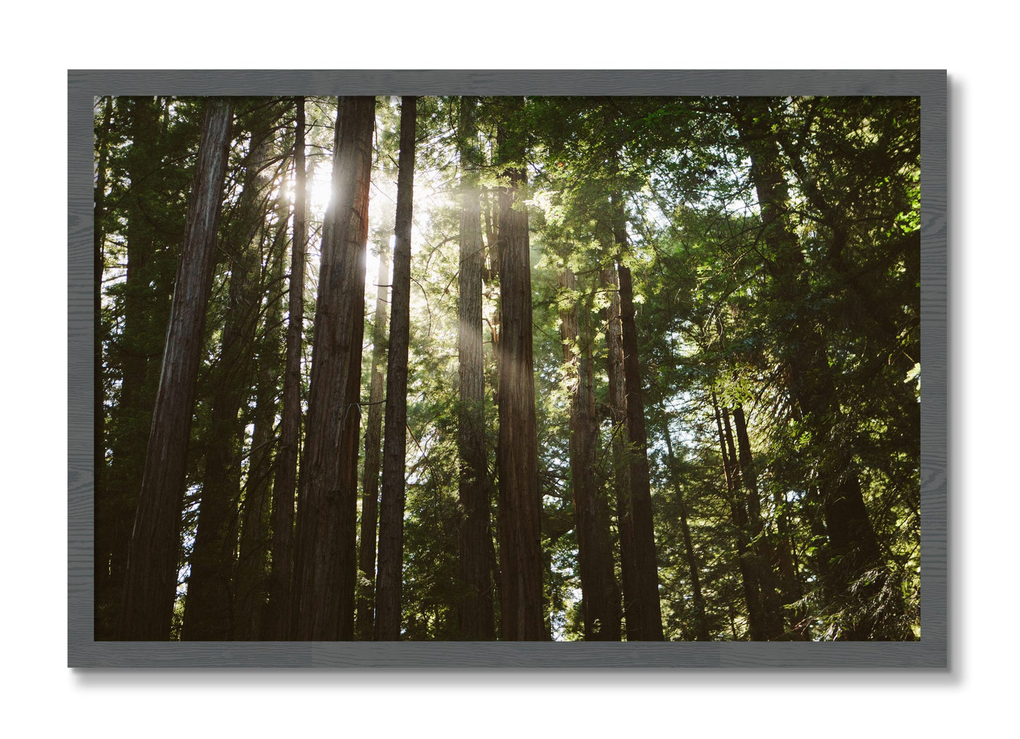 Framed photograph of Muir Woods by Dylan Ozanich, Grey frame, Full Bleed