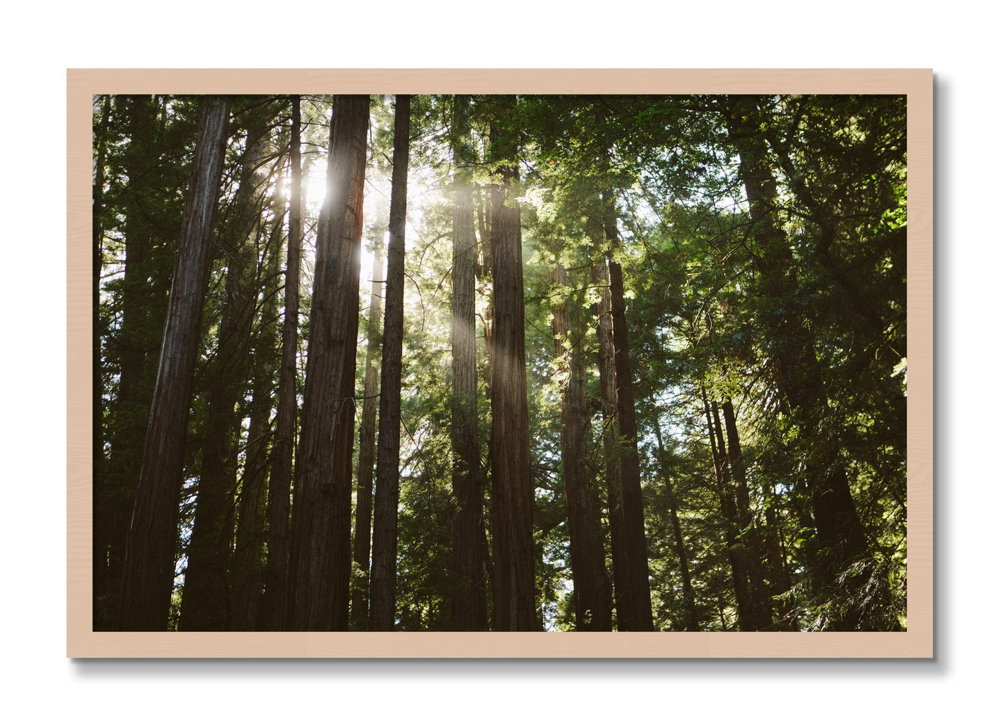 Framed photograph of Muir Woods by Dylan Ozanich, Maple frame, Full Bleed