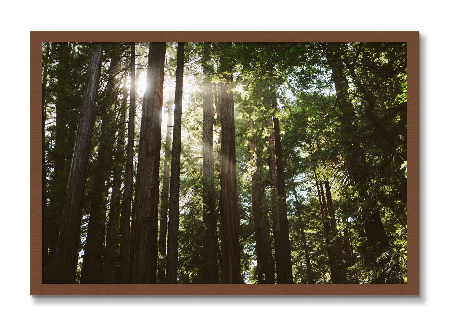 Framed photograph of Muir Woods by Dylan Ozanich, Walnut frame, Full Bleed
