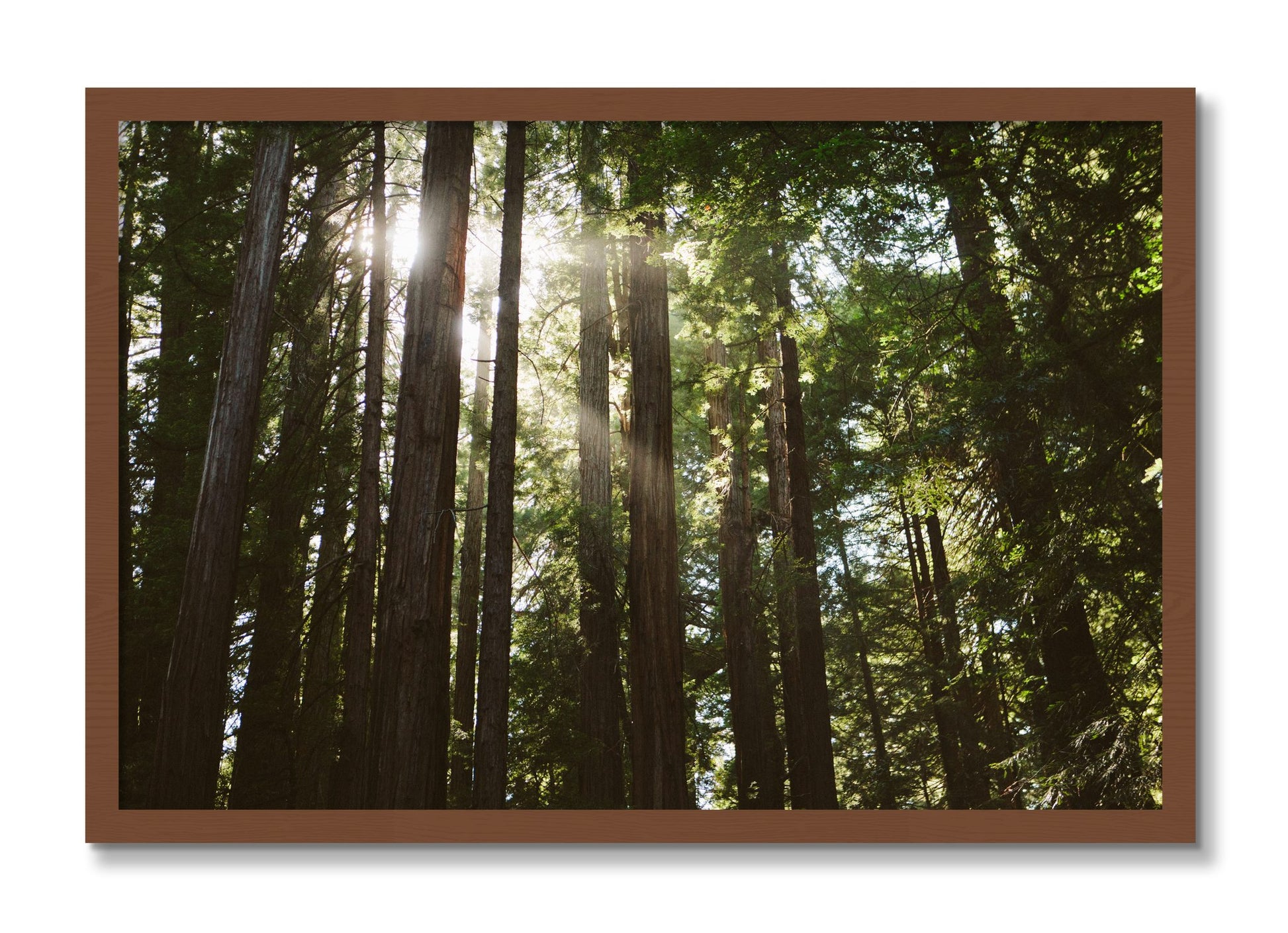 Framed photograph of Muir Woods by Dylan Ozanich, Walnut frame, Full Bleed
