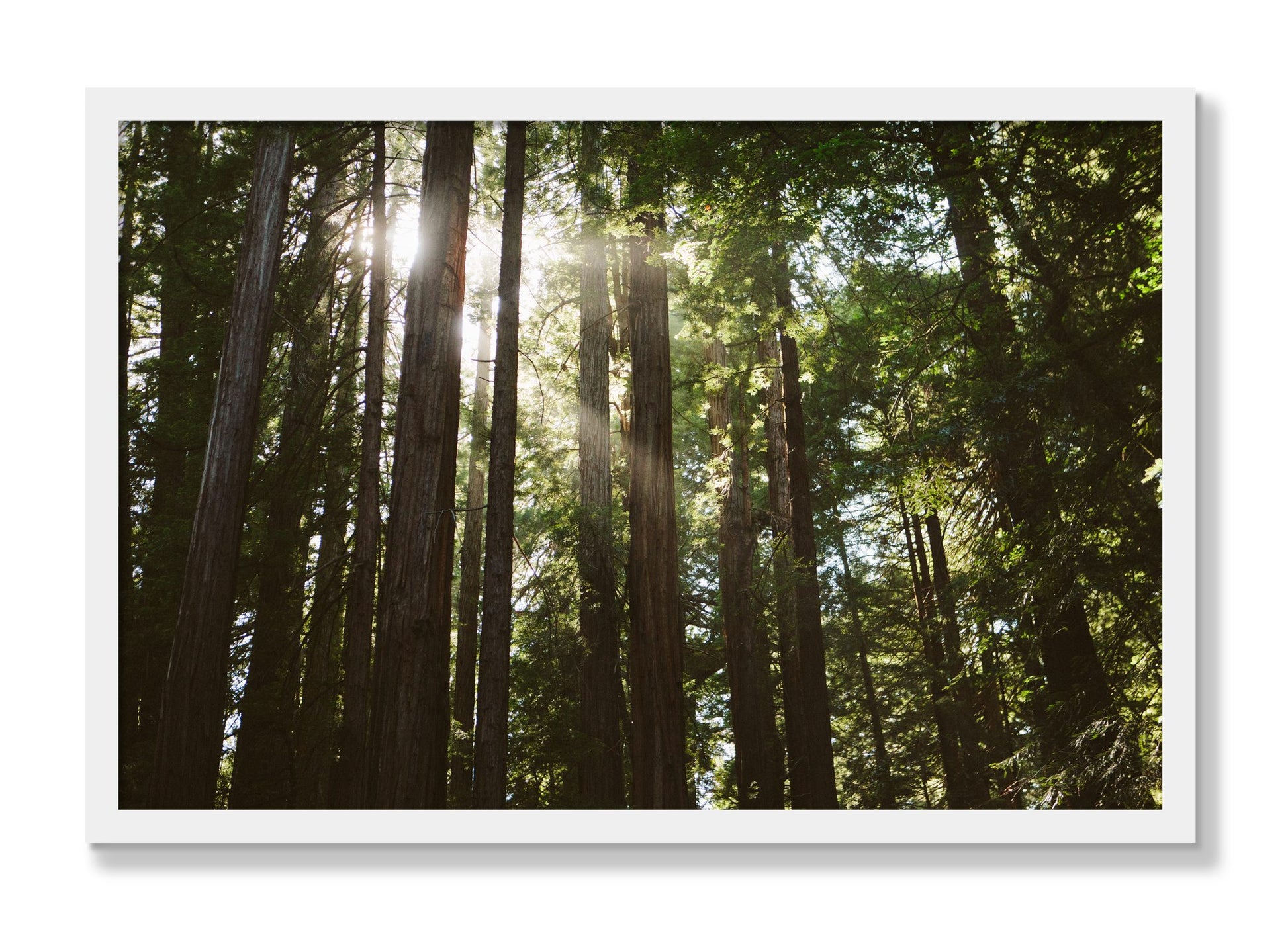 Framed photograph of Muir Woods by Dylan Ozanich, White frame, Full Bleed