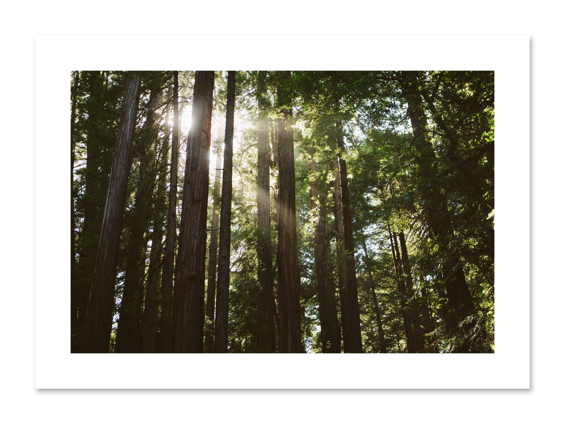 Fine art print of Muir Woods by Dylan Ozanich, unframed