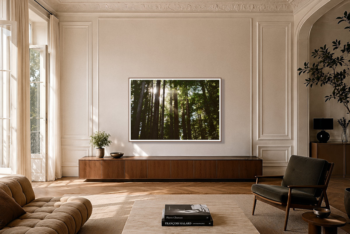 Muir Woods in a room